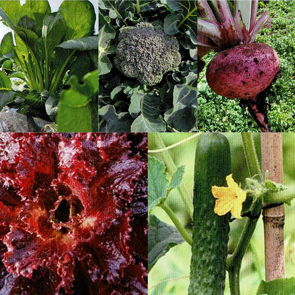 自社肥料による農作物栽培