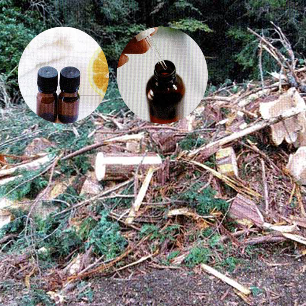 未利用資源から和製油づくり